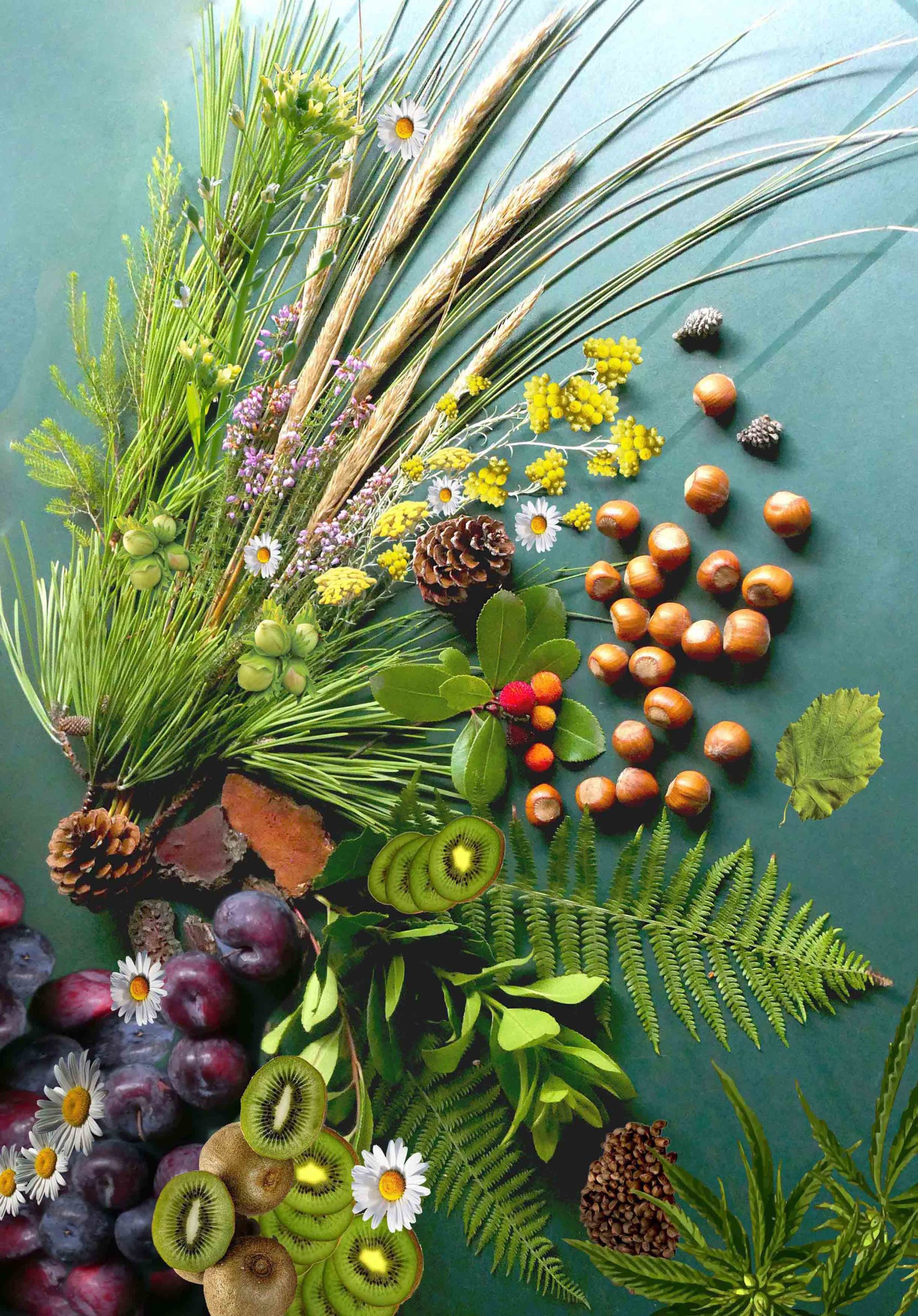 ingrédients végétaux Naturel du Terroir cosmétique landes Naturare Bio-min