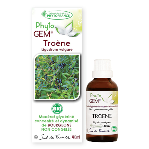troene-gemmotherapie-phytogem-phytofrance.jpg
